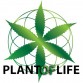 Plant Of Life | Purple Haze 22% CBD Jelly 